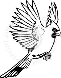 Black And Red Cardinal Bird Red Cardinal Flying Drawing Images Pictures Drawings Bird Drawings Butterfly Drawing
