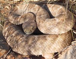 Western Diamondback Rattlesnake Crotalus Atrox 11918 11 Rattlesnake Diamondbacks Sonoran Desert