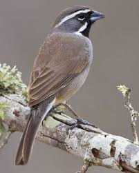 Birds Of The Southwest United States Black Throated Sparrow Sparrow Beautiful Birds Birds