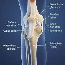 Wenn man das knie nach innen dreht, wickeln sich die kreuzbänder umeinander und stabilisieren es dadurch in drehrichtung. Beschwerdebilder Der Kniescheibe Die Patelladysplasie Fuss Schule Munchen Die Kunst Des Gehens