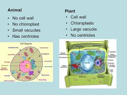I sometimes see similar implications in other resources. Ch 3 Cells Ppt Video Online Download