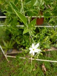 Image result for Jasminum pauciflorum