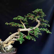 Pernafasan gaya bebas tidak terlalu lama. Jual Bonsai Tanaman Hias Pohon Serut Matang Gaya Slanting Miring Prospek Juara Di Lapak Galeri Karya Seni Bukalapak