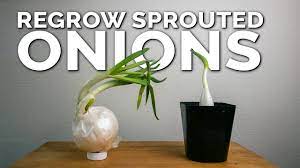 When planting sprouted onions, ensure you place the green shoots out of the soil with the onion bulb in the soil so the plants can grow properly. Weird Way To Regrow Onions For Better Results Youtube