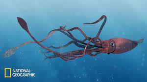 National Geographic Documentary 2019 Hd Monsters Of The Deep Giant Squid Youtube Giant Squid Colossal Squid Deep Sea Creatures