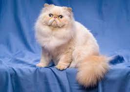 Learn more about this breed. Persian Cat Price Range Persian Kittens For Sale Cost Where To Buy