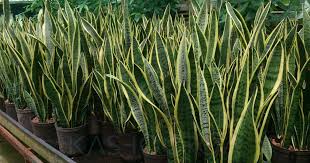 Senang ditanam, mudah dijaga dan antara tumbuhan hiasan yang paling banyak khasiat kepada manusia sama ada untuk kegunaan luaran mahupun dalaman. Pokok Lidah Jin Ini Memang Cantik Jadi Hiasan Dalam Rumah Tapi Ini Bahaya Menakutkan Ramai Tak Tahu Kashoorga