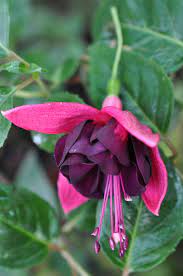 Jomi Hemschoote Fuchsia Flowers Fuchsia Plant Beautiful Flowers