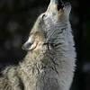 They roam as much as 12 miles per day, looking for food. 1