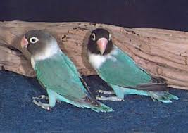 All About Lovebirds At Animal World How To Care For