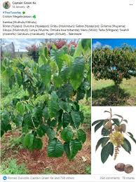 Image result for Croton megalocarpus