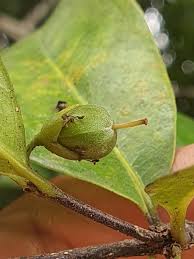 Image result for Cassipourea fanshawei