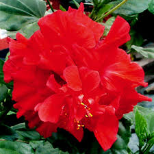 Hibiscus Flower Scientific Name Best Flower Wallpaper Bees collect pollen from flowers and carry it back to their beehive to turn it into honeycombs. hibiscus flower scientific name best