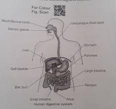How to draw liver, liver diagram in just 5 minutes, liver anatomy easy step by step diagram of liver/how to draw a liver diagram easily/how to draw a liver structure. Explain The Human Digestive System With Diagram In Easy Way To Explain This Question Frnds Brainly In