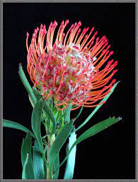 Statice Flowers Flowers Plant Species Flower Images