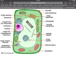 Check spelling or type a new query. 13 Biology Mlcak Jared Cell Structure Ideas Cell Structure Cell Biology