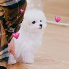  Daegal Di 2021 Anak Anjing Lucu Anak Anjing Anjing Lucu