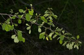 Image result for Erythroxylum zambesiacum