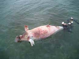 This gentle mammal's body is beautifully streamlined for marine life and it glides effortlessly through. What S Killing Dugongs In Abu Dhabi Human Impact Earth Touch News