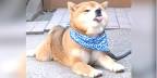 Adopt - National Shiba Inu Rescue