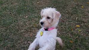 Tell us your search criteria and email address and we'll. Dallas Tx Havanese Meet Piper A Pet For Adoption