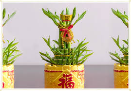 It will take a little longer to establish a. Lucky Bamboo Care Guide Growing Tips Facts Proflowers Blog
