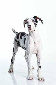 We did not find results for: What Is A Harlequin Great Dane A Guide To This Beautiful Coat