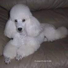 Find white miniature poodle puppies and dogs from a breeder near you. Puppyfind Miniature Poodle Puppies For Sale