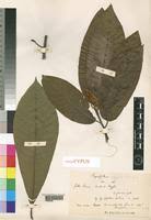 Image result for Pouteria adolfi-friederici