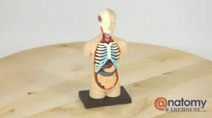 Shop for human torso anatomy models from prohealthcareproducts.com. Human Torso Anatomy Model By Anatomywarehouse Com Youtube