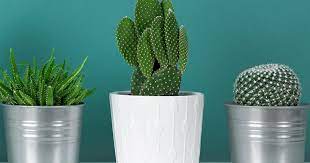 People consume a type of leaves to have the natural herbal treatment for certain diseases. How To Look After A Cactus Plant Love The Garden