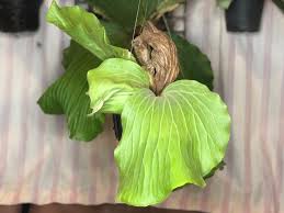 Image result for Platycerium elephantotis