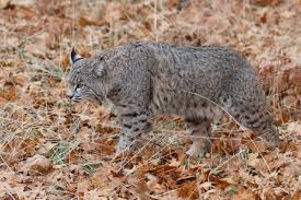 Highly doubt it was rabies tbh. Bobcat Control Using Traps Lures And Repellents