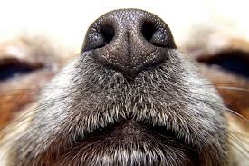 Englische Redewendungen Aus Der Tierwelt Hunde