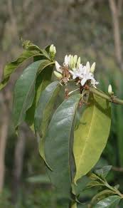 Image result for Tricalysia schliebenii