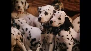 The visual design of 101 dalmatians. 101 Dalmatians 1996 Imdb