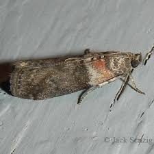 Image result for Centema subfusca