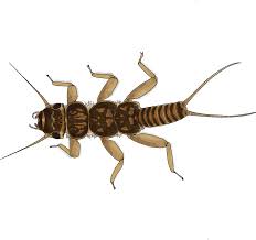 Image result for Perlidae