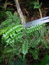 Image result for Arthropteris palisotii