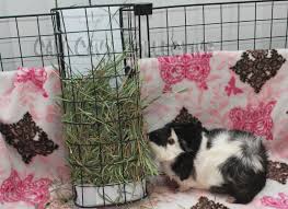 There are many ways to make your own hay rack, but i find this one the quail cages with quails fcqfarm com. Hay Rack Alternatives Once Upon A Wheek