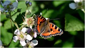 Maybe you would like to learn more about one of these? How To Grow Your Own Butterfly Garden 6 Steps Guide Billyoh