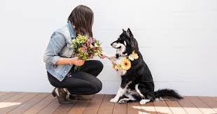 What flowers are dog safe. Best Plants And Bouqs For A Pet Friendly Home Bouqs Blog