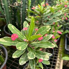 Image result for Euphorbia unicornis