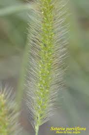 Image result for Setaria parviflora
