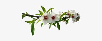 Wc at fiori harmonix png. Mandorlo Fiori Bianchi Natura Almond Tree Branch Transparent Transparent Png 720x720 Free Download On Nicepng