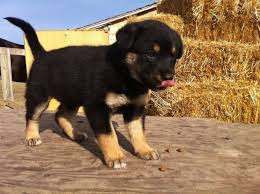 German Shepherd Black And Brown Husky Husky German Shepherd This Is Exactly What We Want For Dog 2 Puppies Rottweiler Mix Puppies Rottweiler Mix