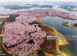 an aerial view of the spectacular blossom majorly of cherry trees on aerial view aerial guizhou