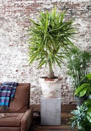 Untersuchen sie die pflanze genau und achten sie. Zimmerpflanzenlexikon Tipps Und Tricks Zu Uber 200 Pflanzen Living At Home