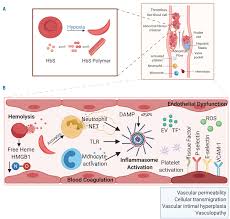 Sickle cell disease is a group of disorders that affects hemoglobin, the molecule in red blood cells that delivers oxygen to cells throughout the body. The Molecular Basis For The Prothrombotic State In Sickle Cell Disease Haematologica