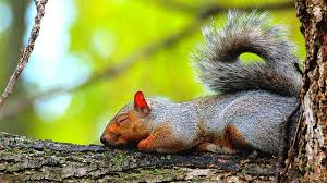 Though I Sleep In A Den